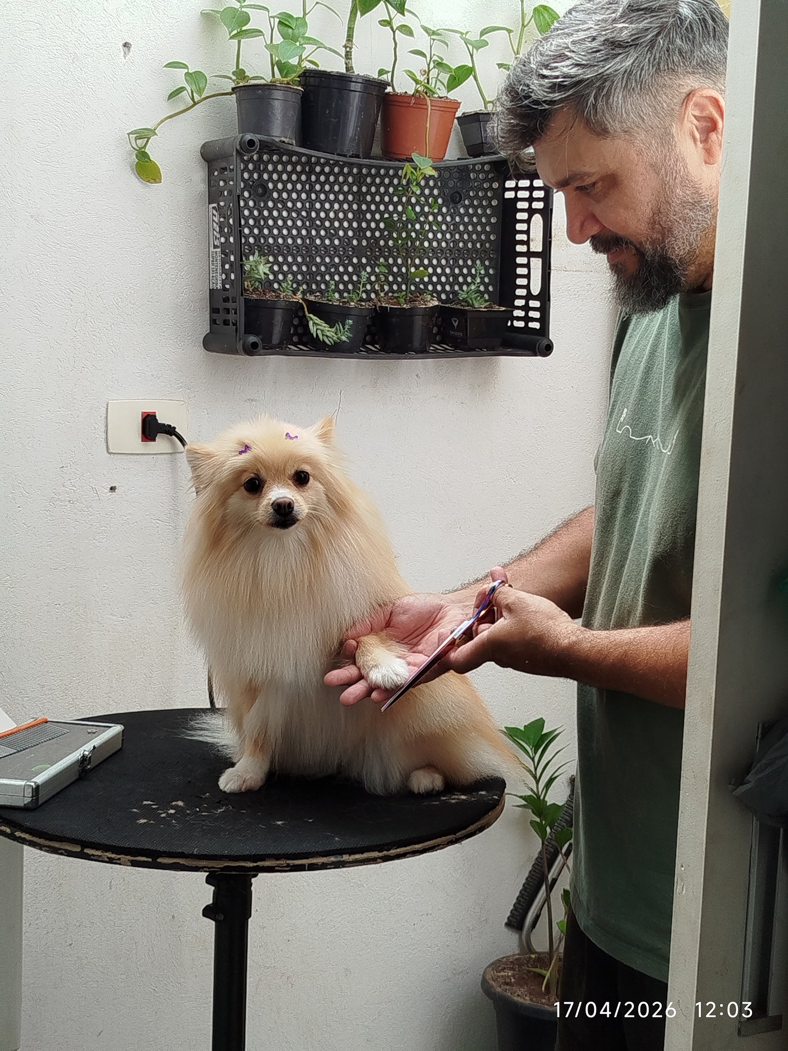 Tosa higiênica em domicílio